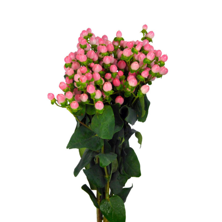 HYPERICUM COCO CASINO 503