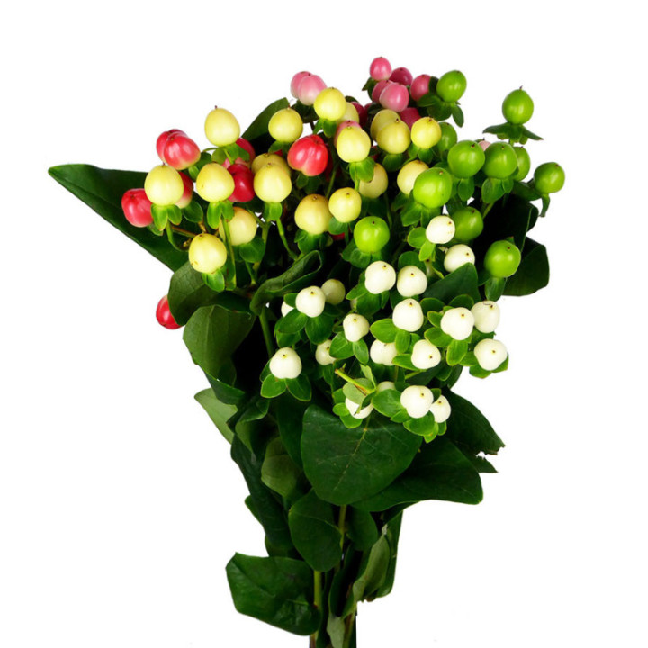 HYPERICUM COCO MIXTO 601
