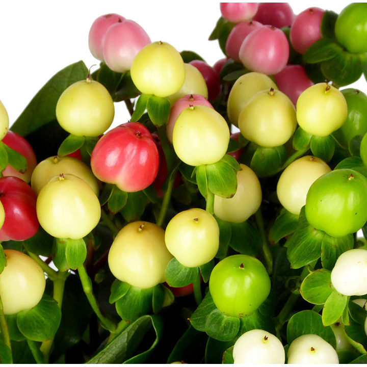 HYPERICUM COCO MIXTO 602