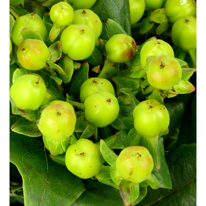 HYPERICUM MAGICAL GREEN POWER 501