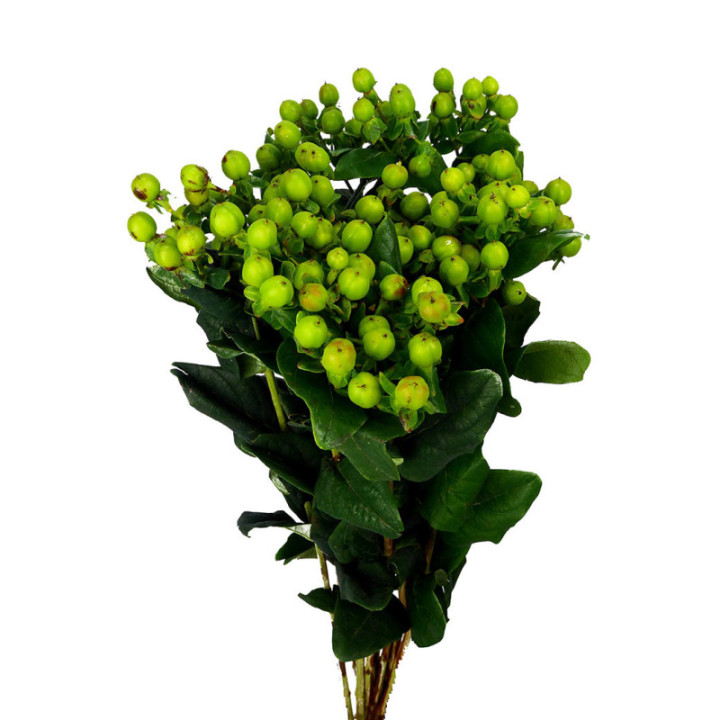 HYPERICUM MAGICAL GREEN POWER 502