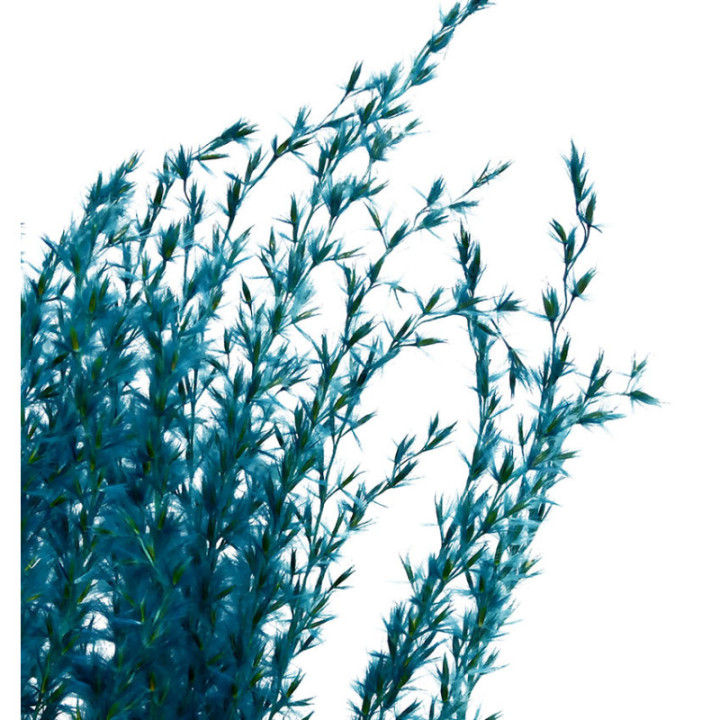 MISCANTHUS SECO LIGHT BLUE2