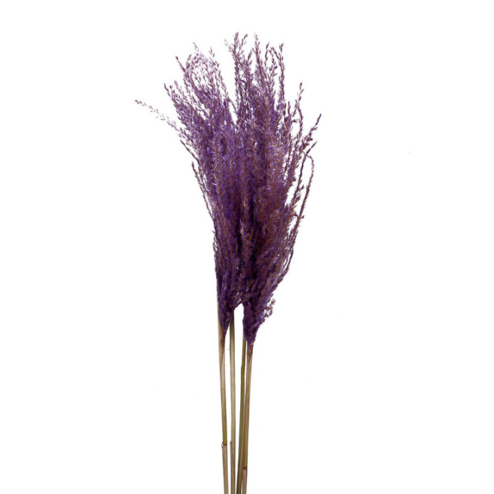 MISCANTHUS SECO MILKA1