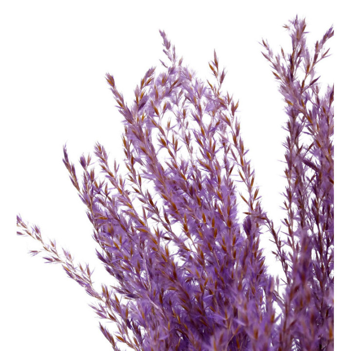 MISCANTHUS SECO MILKA2
