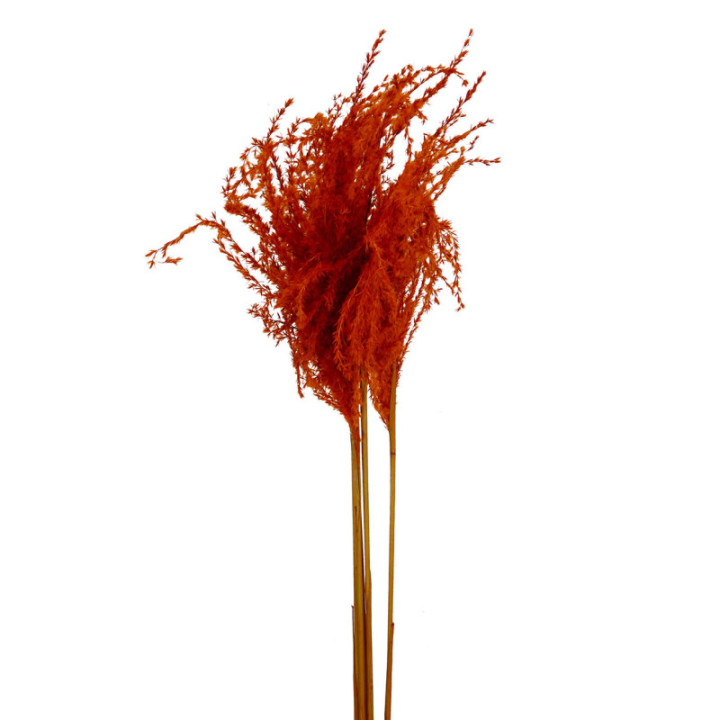 MISCANTHUS SECO ORANGE1