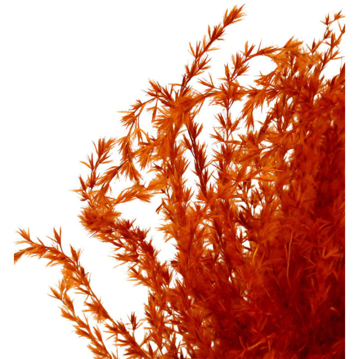 MISCANTHUS SECO ORANGE2