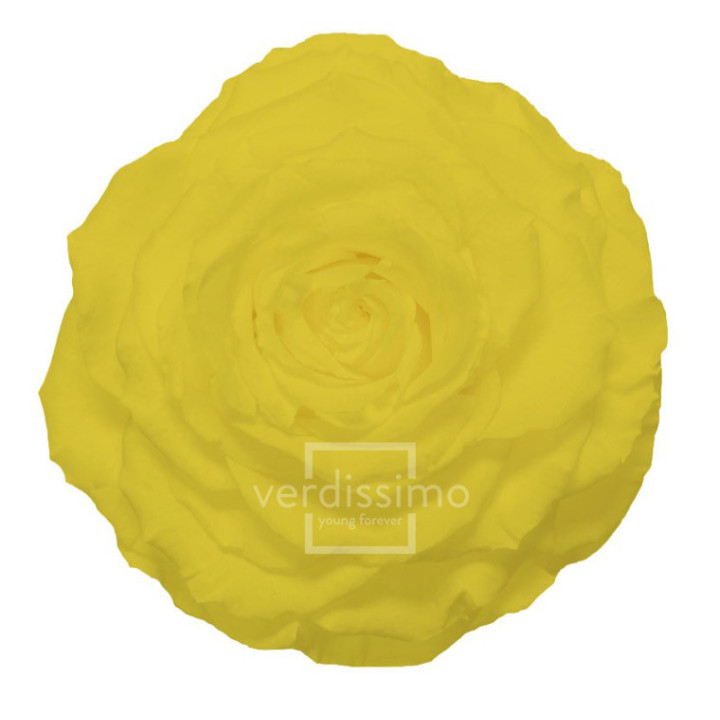 ROSA PRESERVADA KING RSK/23501