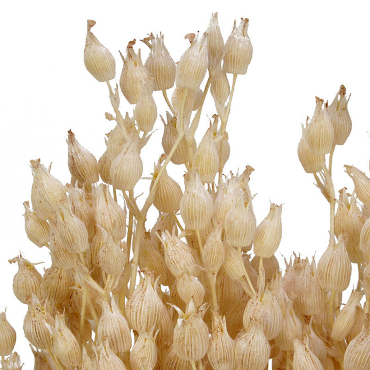 SILENE SECO BLANCO2