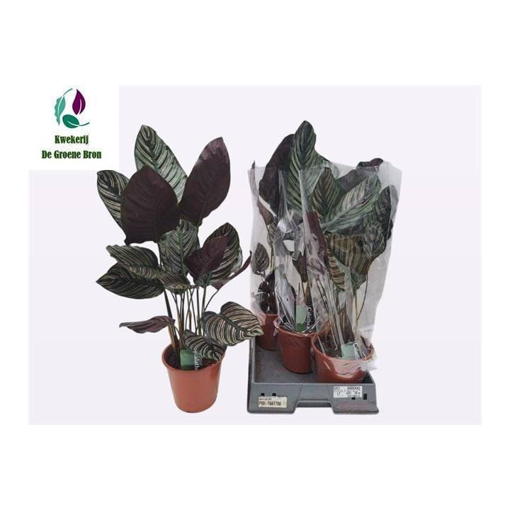 PL. CALATHEA SANDERIANA 75CM X51
