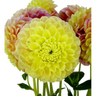 DAHLIA SWEET SUZANNE 551