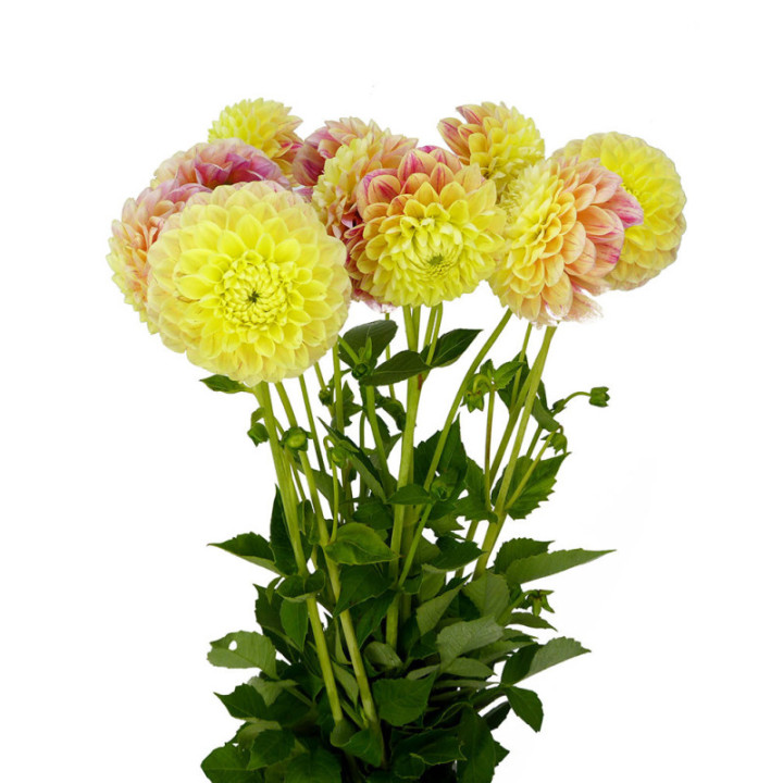 DAHLIA SWEET SUZANNE 552