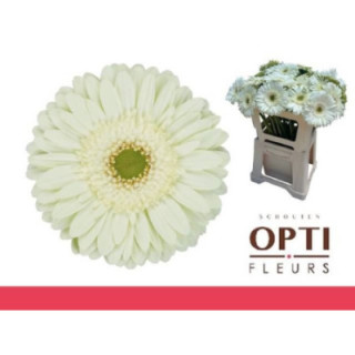 GERBERA MINT 50 X101