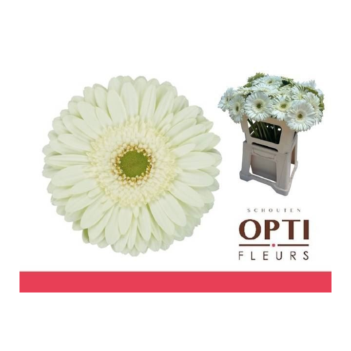 GERBERA MINT 50 X101