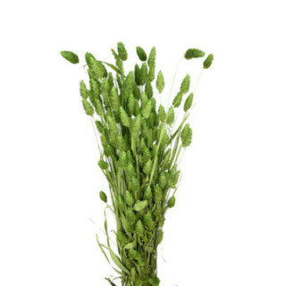 PHALARIS VERDE CLARO1