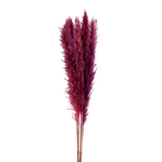 PAMPAS SILVY PINK 851