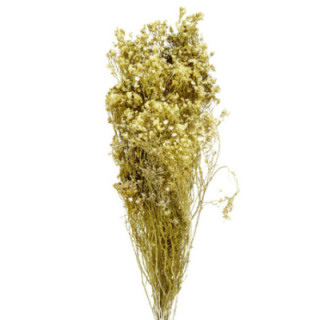 BROOM BLOOM SECO BLANCO1