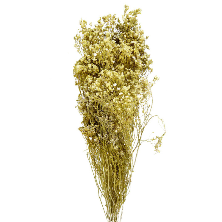 BROOM BLOOM SECO BLANCO1