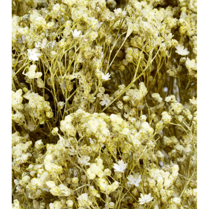 BROOM BLOOM SECO BLANCO2