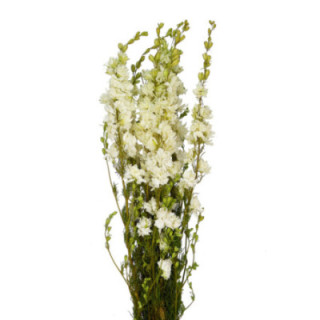 DELPHINIUM SECO BLANCO1