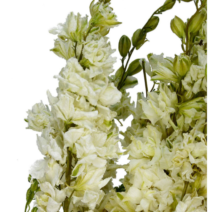 DELPHINIUM SECO BLANCO2