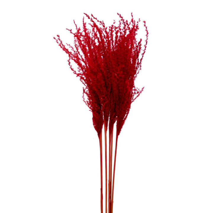 MISCANTHUS SECO RED1