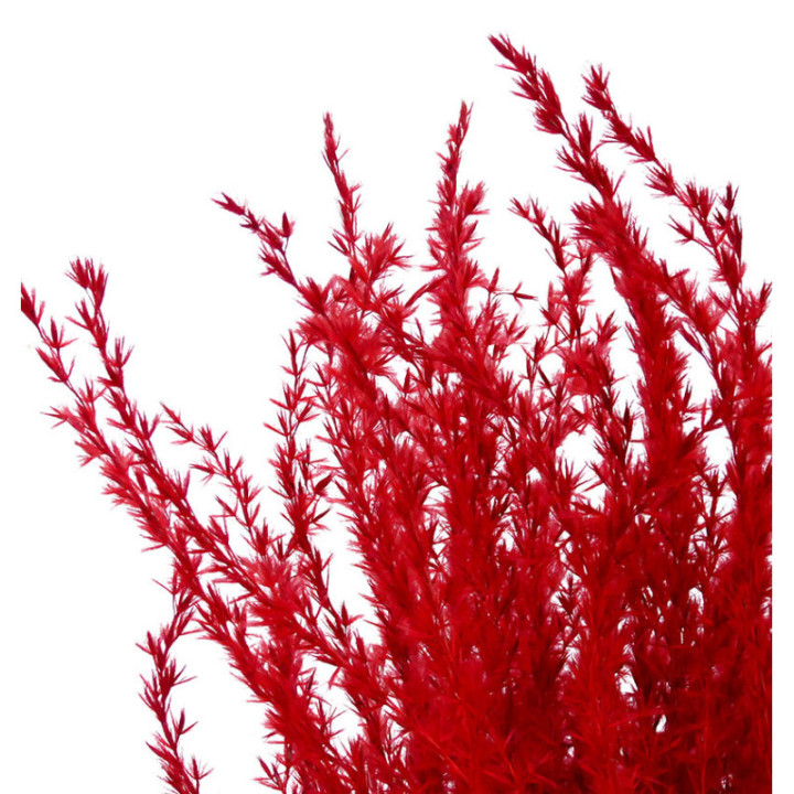 MISCANTHUS SECO RED2