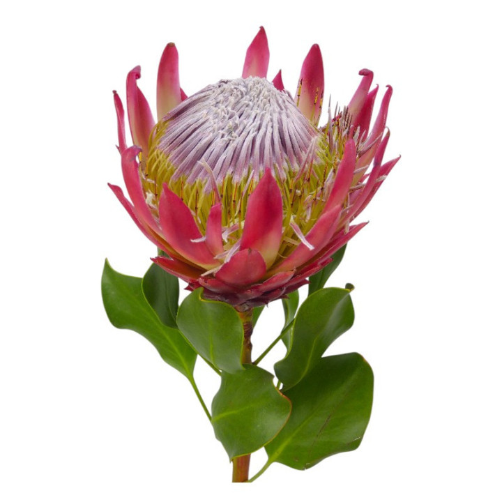 PROTEA RED REX 601