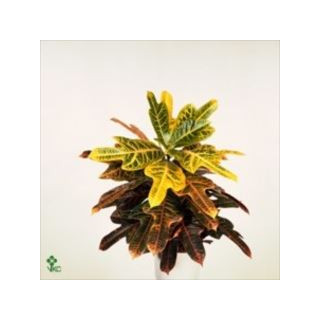 PL. CODIAEUM EXCELLENT 65CM X61