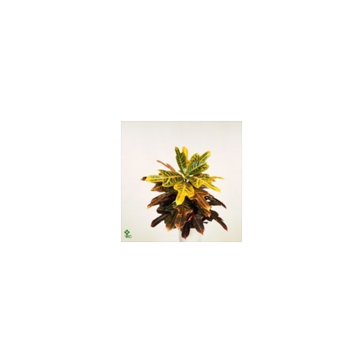 PL. CODIAEUM EXCELLENT 65CM X61