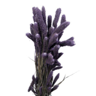 SETAREA MILKA1