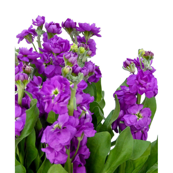 MATTHIOLA DEEP ROSE 601