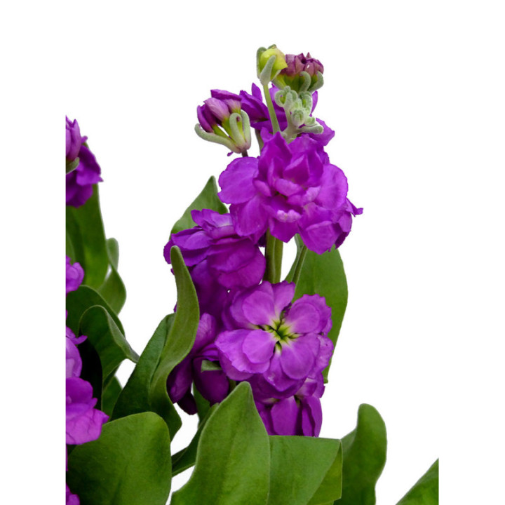MATTHIOLA DEEP ROSE 602
