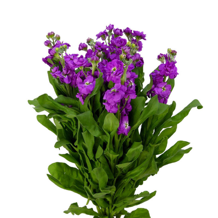 MATTHIOLA DEEP ROSE 603