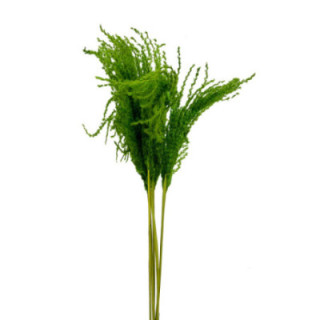 MISCANTHUS SECO APPLE GREEN1