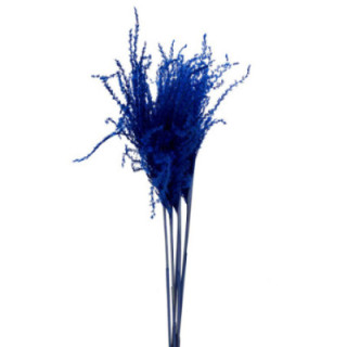 MISCANTHUS SECO BLUE1