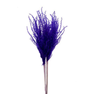MISCANTHUS SECO DARK LILA1