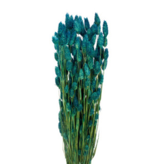 PHALARIS AZUL TURQUESA1