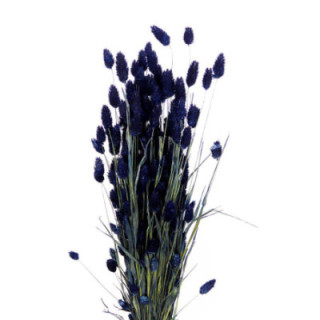 PHALARIS AZUL OSCURO1
