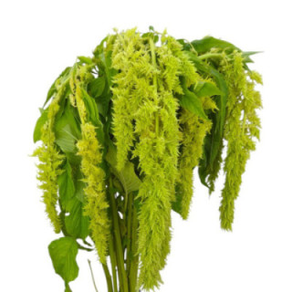 AMARANTHUS GREEN SPIDER 751