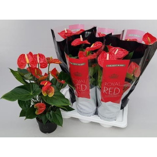 PL. ANTHURIUM MADURAL 65CM X61