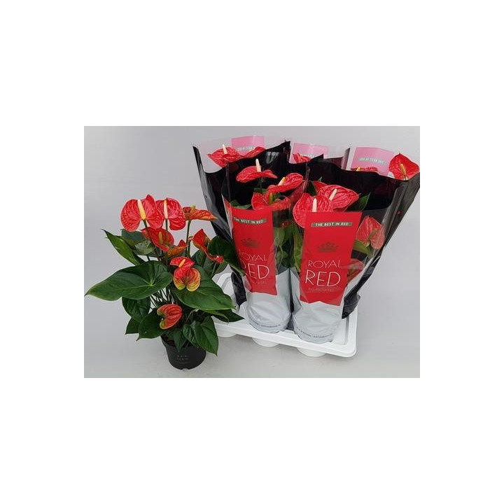 PL. ANTHURIUM MADURAL 65CM X61