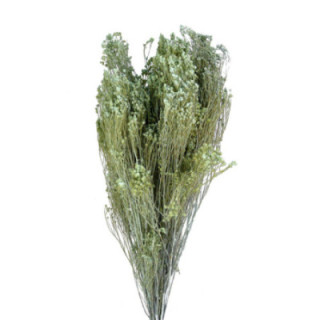 BROOM BLOOM SECO AZUL CLARO1