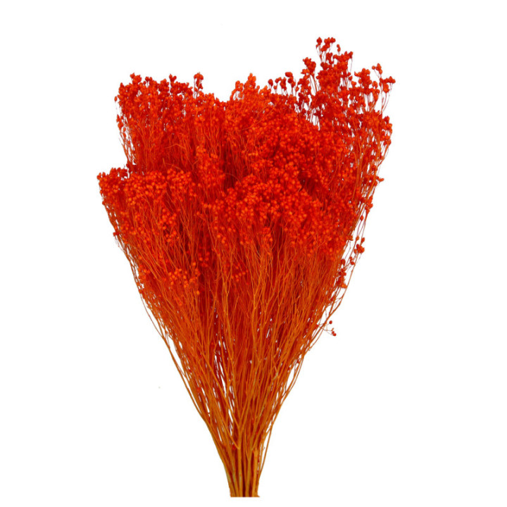 BROOM BLOOM SECO NARANJA1