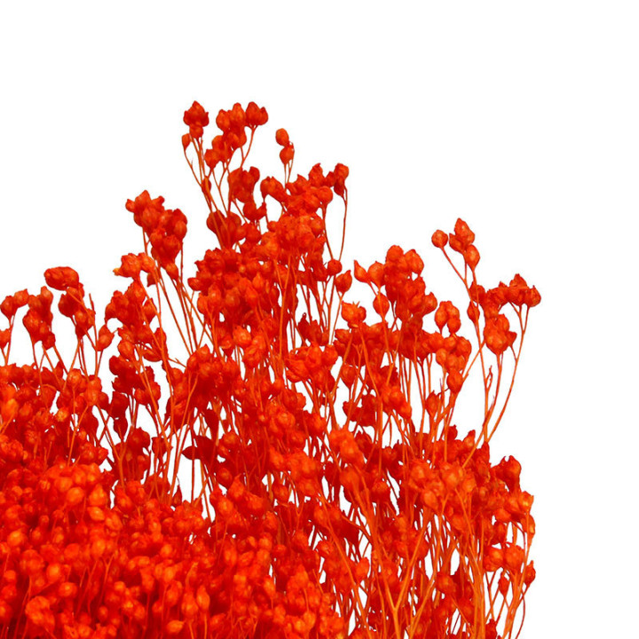 BROOM BLOOM SECO NARANJA2