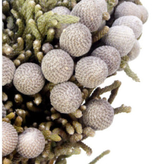 BRUNIA SILVER 401