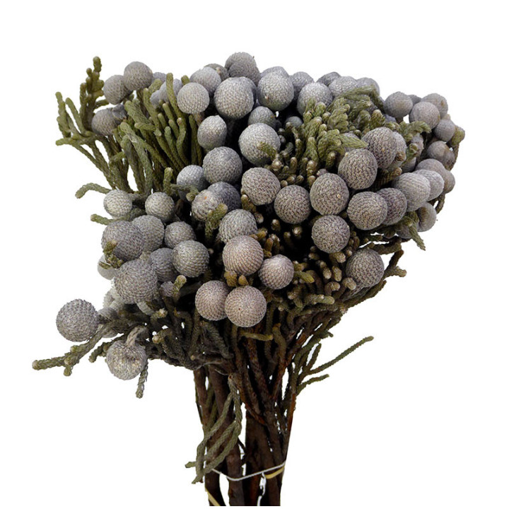 BRUNIA SILVER 402