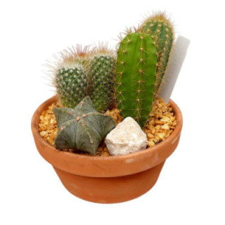 PL. COMPOSICION CACTUS 18CM X31