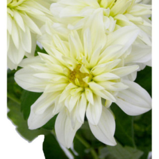 DAHLIA DEC WHITE CAP 501