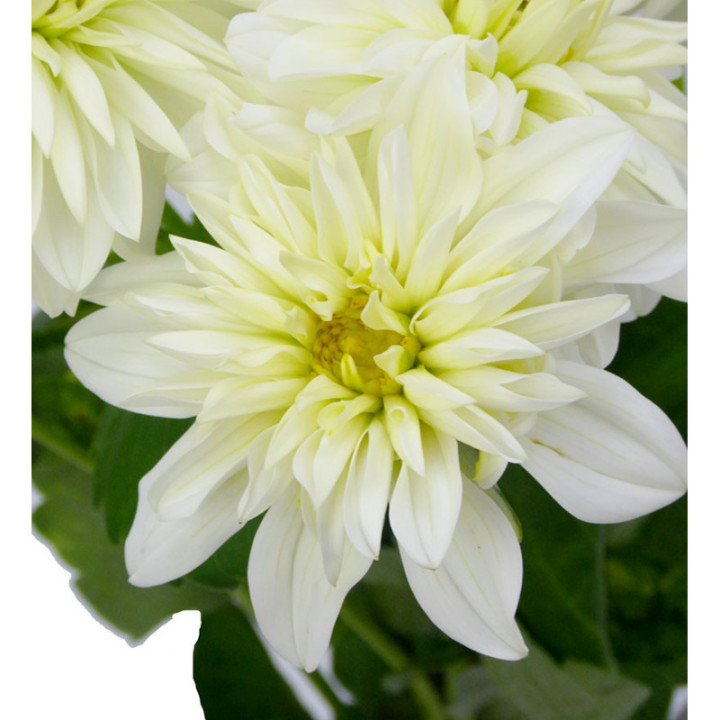DAHLIA DEC WHITE CAP 501