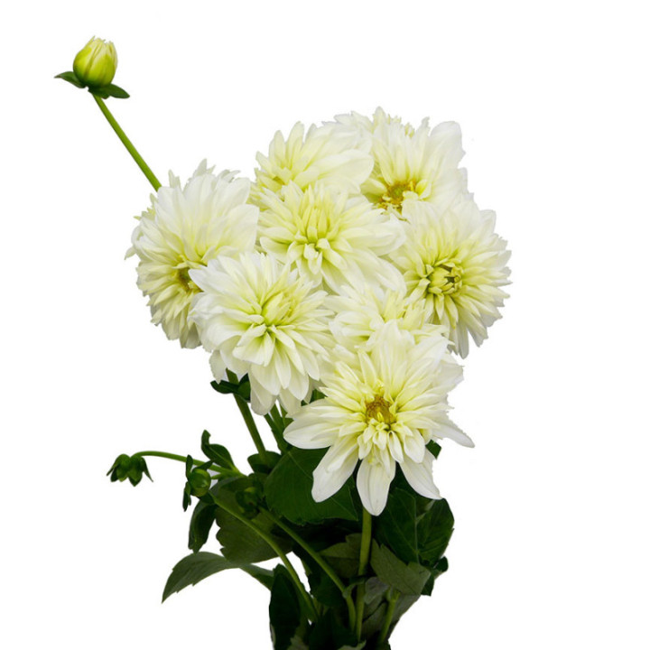 DAHLIA DEC WHITE CAP 502